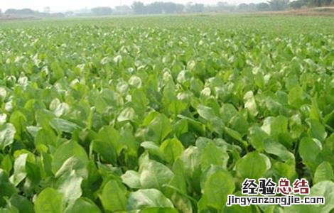泽泻的种植方法 泽泻的种植条件和技术