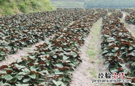 紫苏种植的注意事项和时间 紫苏种植的注意事项