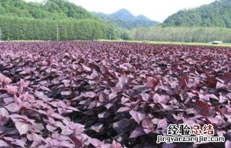 紫苏种植的注意事项和时间 紫苏种植的注意事项