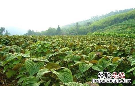 紫苏种植的注意事项和时间 紫苏种植的注意事项