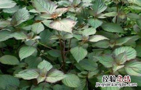 紫苏种植的注意事项和时间 紫苏种植的注意事项
