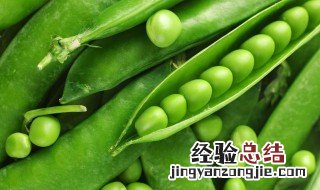 豌豆怎么种出来的 豌豆怎么种才容易出苗