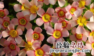 种花出现小虫子怎么办视频 种花出现小虫子怎么办