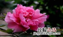 榆中县牡丹小镇最新消息 榆中牡丹园阳历几月去最好