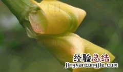 阳雀花怎么栽培 阳雀花怎么晒干
