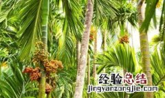 槟榔的营养价值 槟榔的食用价值
