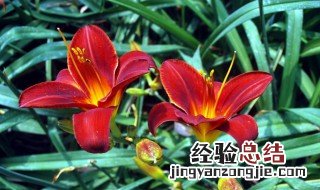 红色百合花的功效 红百合花的功效与作用