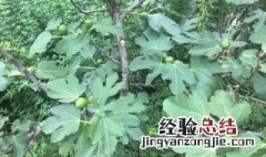 无花果叶的功效与作用 无花果叶的功效与作用及禁忌