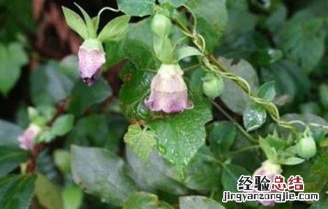 党参如何种,怎样种最好? 党参怎么种好