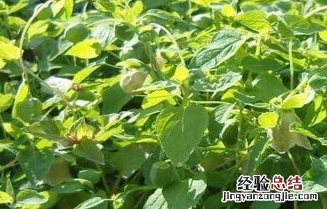 党参如何种,怎样种最好? 党参怎么种好
