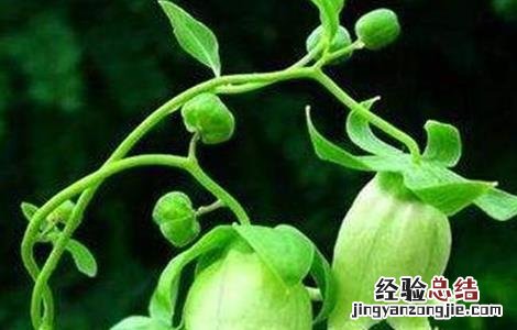 党参如何种,怎样种最好? 党参怎么种好