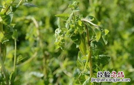 党参如何种,怎样种最好? 党参怎么种好