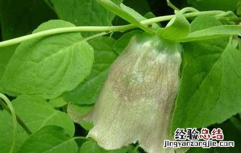 党参如何种,怎样种最好? 党参怎么种好