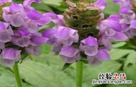 夏枯草的种植方法 夏枯草种植需要注意什么