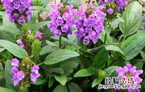 夏枯草的种植方法 夏枯草种植需要注意什么