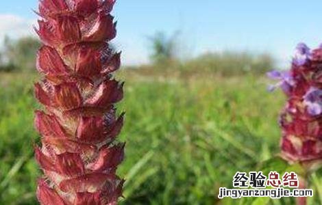 夏枯草的种植方法 夏枯草种植需要注意什么