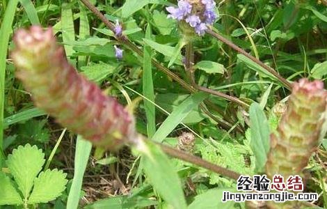 夏枯草的种植方法 夏枯草种植需要注意什么