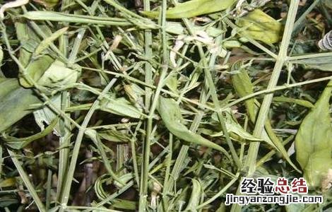 穿心莲该怎么种 穿心莲怎么种能插枝吗