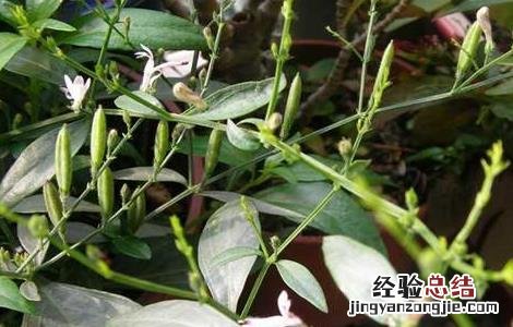 穿心莲该怎么种 穿心莲怎么种能插枝吗