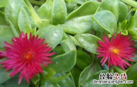 穿心莲该怎么种 穿心莲怎么种能插枝吗