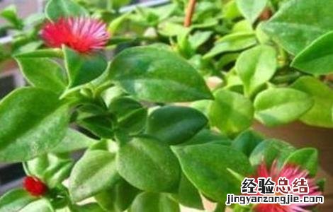 穿心莲该怎么种 穿心莲怎么种能插枝吗