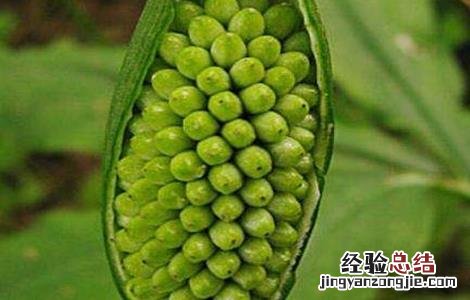 半夏常见病虫害的防治方法 半夏病虫害图片及防治