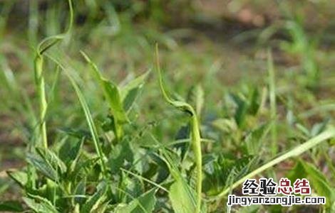 半夏常见病虫害的防治方法 半夏病虫害图片及防治
