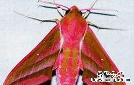 半夏常见病虫害的防治方法 半夏病虫害图片及防治