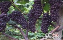 葡萄裂果怎么防治 葡萄裂果的防治方法