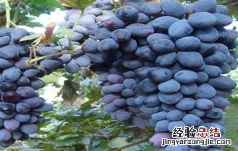 葡萄裂果怎么防治 葡萄裂果的防治方法