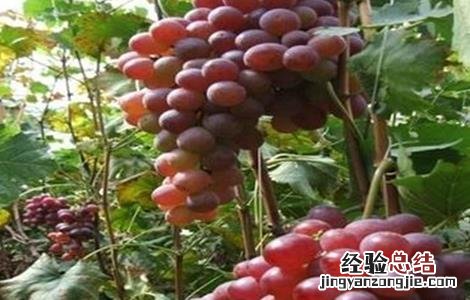 葡萄裂果怎么防治 葡萄裂果的防治方法