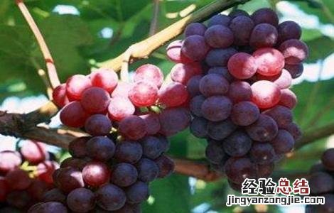 葡萄裂果怎么防治 葡萄裂果的防治方法