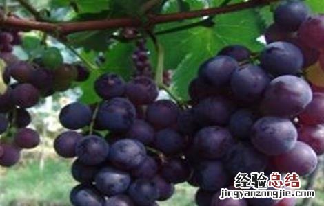 葡萄裂果怎么防治 葡萄裂果的防治方法