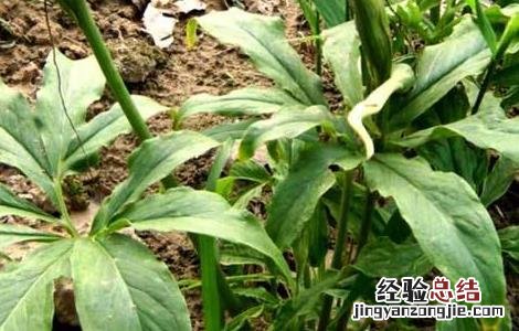 半夏的种植技术 半夏的种植技术与方法