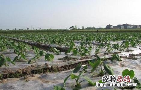 半夏的种植技术 半夏的种植技术与方法