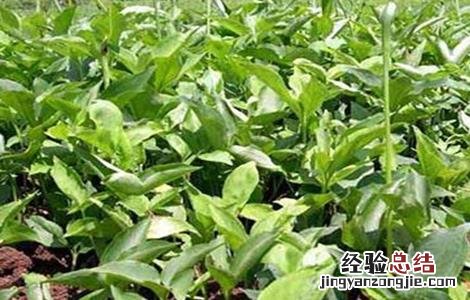 半夏的种植技术 半夏的种植技术与方法