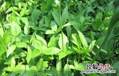 半夏的种植技术 半夏的种植技术与方法