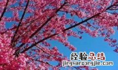 云南樱花什么时候开花季节 云南的樱花什么时候开