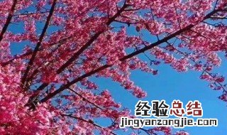 云南樱花什么时候开花季节 云南的樱花什么时候开