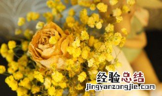 干花 满天星 干花满天星养护