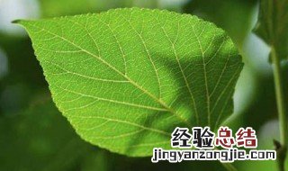 核桃草功效与作用图片 核桃草功效与作用