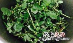 新鲜马齿苋煮水方法 新鲜马齿苋怎么煮水喝