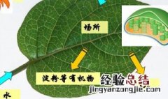 初一生物光合作用公式 初一生物光合作用的化学式