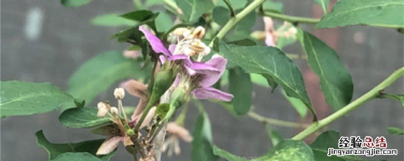 枸杞种植环境与条件 枸杞种植环境与条件视频