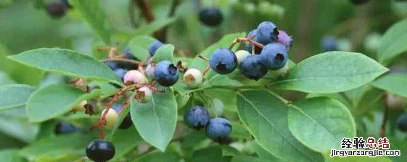 乌饭树养殖方法 乌饭树种植技术，注意要防治病虫害