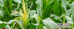 中元211玉米种特征特性 2118玉米种的特征特性