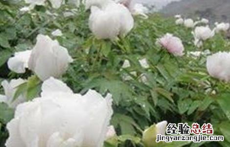 白芍的种植技术和种植前景 白芍的种植技术