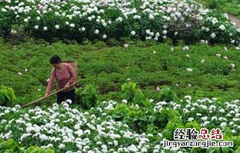 白芍的种植技术和种植前景 白芍的种植技术