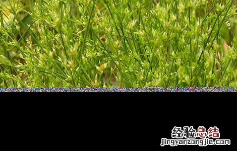 灯心草的种植方法及注意事项 灯心草的种植方法