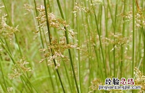 灯心草的种植方法及注意事项 灯心草的种植方法